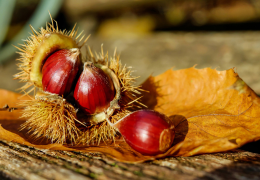 Chestnuts: recipes and benefits for the brain, bones, heart and more